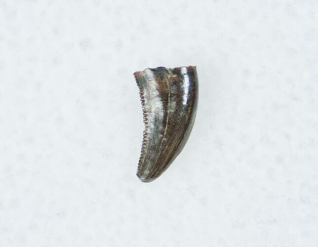 Acheroraptor (Dromaeosaur) Tooth - Montana #12280